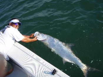 Tarpon Fishing in the Clearwater Area