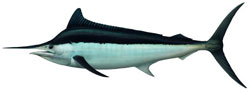 Costa Rica Fishing Black Marlin